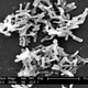 Illustration for article titled Researchers Isolate A Gut Microbe That Combats Food Allergies